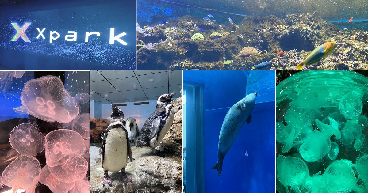 《好玩》大人小孩都瘋了！有超療癒企鵝、水母、海豹的水生公園 – Xpark 八景島水族館
